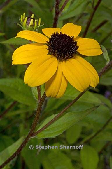 rudbeckia triloba 4 graphic